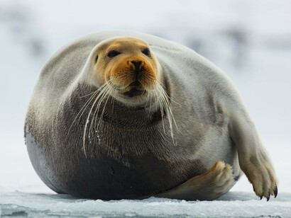 Harbor Seal (Phoca Vitulina) hauled out on ice