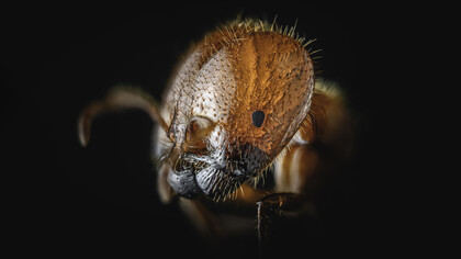 Acercamiento a una hormiga leona «Pheidole megacephala»