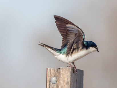 Rondine. Essendo uccelli migratori sono il simbolo di viaggio, dell’avventura e della scoperta. Tuttavia, fanno sempre ritorno ai luoghi di provenienza, ne riconoscono ogni tetto o anfratto e riadattano il nido ad eventuali nuove esigenze
