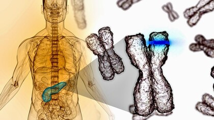 Células y bacterias en el cuerpo humano
