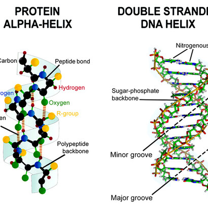 Left side: the alpha-helix of proteins is right handed, meaning by that that the helix moves away from the observer in a clockwise manner. Right side: the two helical strands of our DNA, as recognized in its most common conformation, are also right handed.
