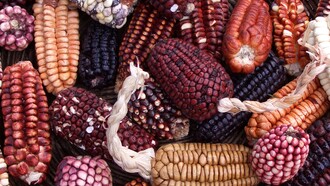 Variedades de maíz peruano. A pesar de su abundancia de productos agrícolas, más de la mitad de la población peruana enfrenta inseguridad alimentaria