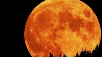 Surreal orange moon over the tree tops
