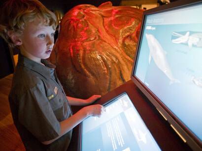 Whales: Giants of the Deep, Exhibition view. Courtesy of Witte Museum 