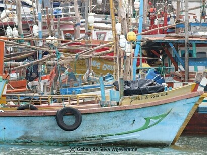 Watching Blue Whales in Mirissa © Gehan de Silva Wijeyeratne
