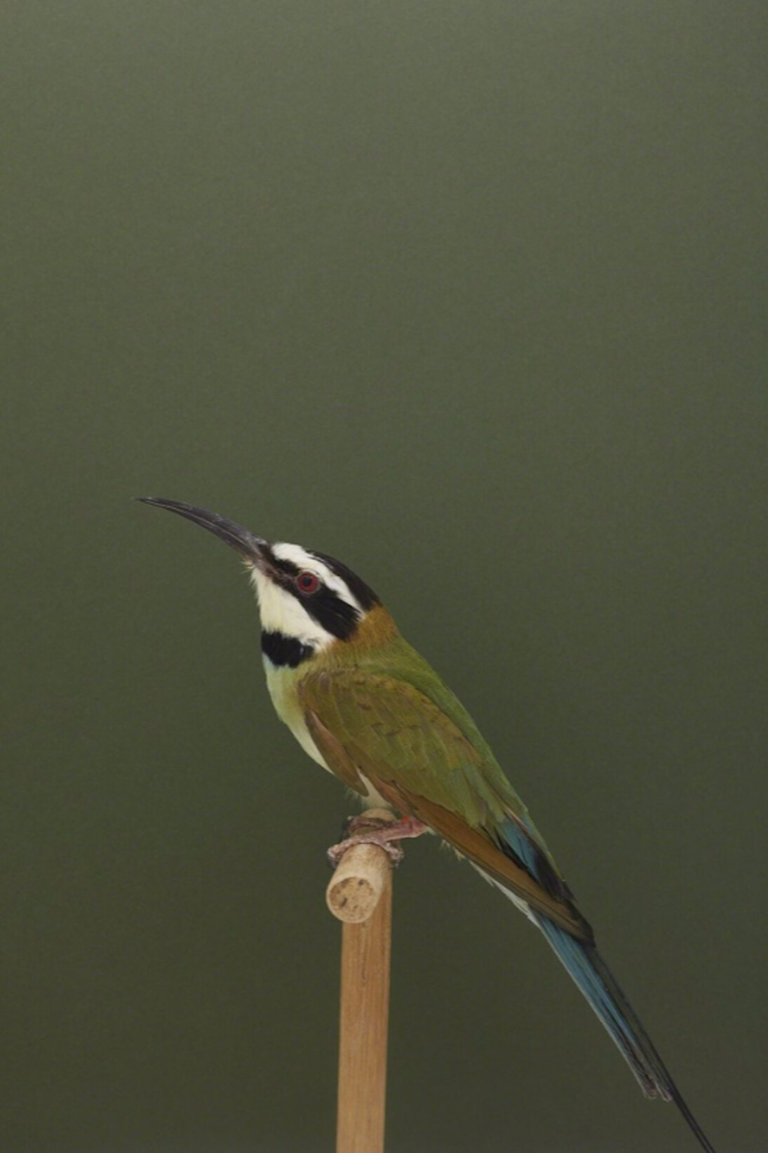 Luke Stephenson, White Throated Bee Eater #1, ca. 2016. Courtesy of The Photographers' Gallery