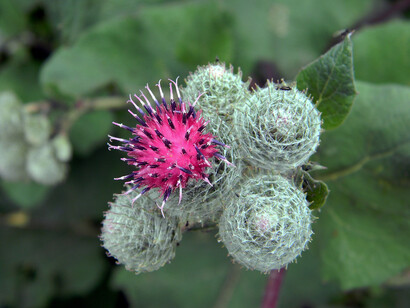 Bardana (Arctium lappa)