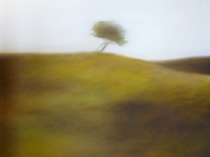 Samantha Torrisi, Albero, 2004