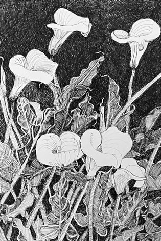 Elizabeth Bisbing, Calla lillies, derwent line maker (detail), 2025. Courtesy of Blue Mountain Gallery 