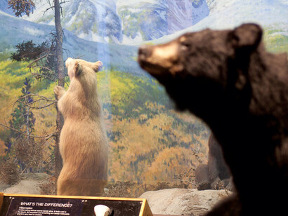 New England Habitats. Courtesy of Museum of Science
