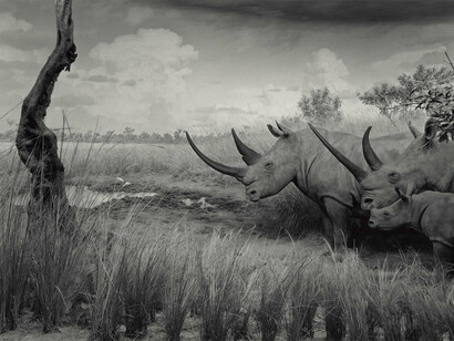 Hiroshi Sugimoto. 'White Rhinoceros', 1980