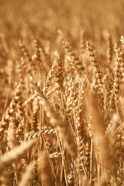 Il primo covone mietuto veniva spesso offerto agli dei o ai santi, come segno di gratitudine e rispetto verso la terra