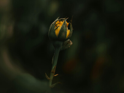 Early flowers, symbols of rebirth and life