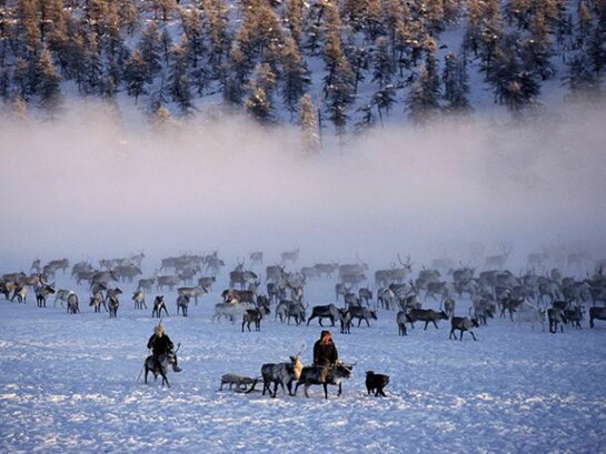 Even herders with their reindeer in winter near Verkhoyansk. In the cold -45º C air, heat from the reindeer creates a cloud above the herd. Yakutia, north east Siberia. (1999)
