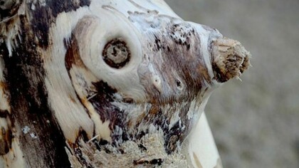 Bestiario marino. Foto di Marcello Chiappini.