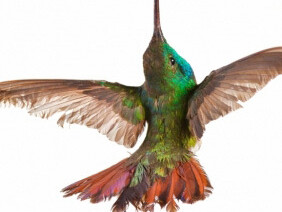 Birds of the World Gallery. Courtesy of Harvard Museum of Natural History
