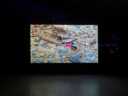 Locus. Courtesy of EYE Film Institute Netherlands 