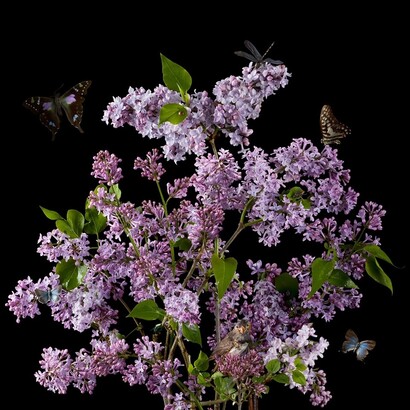 Paulette Tavormina, Lilacs, 2024. Courtesy of Winston Wächter Fine Art