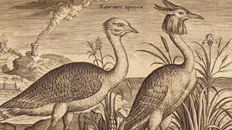 Drawn to Paradise. Courtesy of The Huntington 