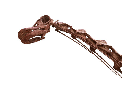 Máximo the Titanosaur. Courtesy of Field Museum