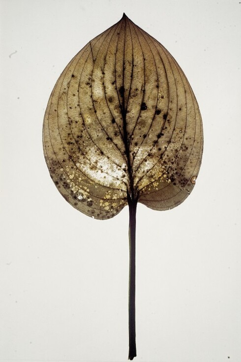 Nino Migliori, Herbarium, 1974, C-print vintage-unicum su supporto legno 100 x 70 cm
© Fondazione Nino Migliori
