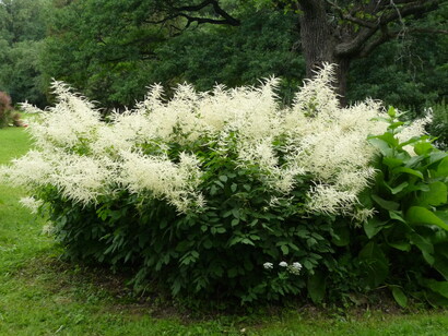 Fleurs, ph Simonetta Sandri