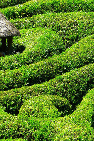 Laberinto en verde