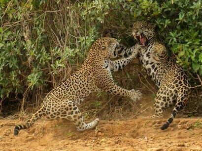 The spat, Joe McDonald (USA), © Joe McDonald/ Wildlife Photographer of the Year 2013