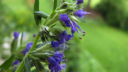 Hyssopus officinalis