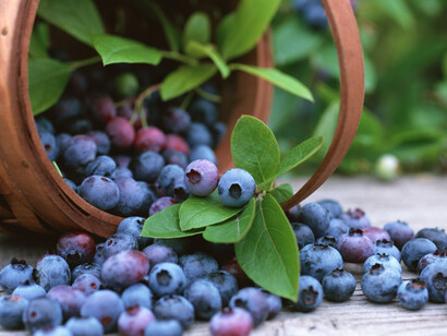 Fresh blueberries