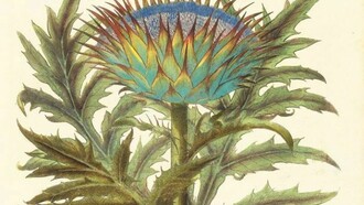 Hortus Eystettensis di Basilius Besler