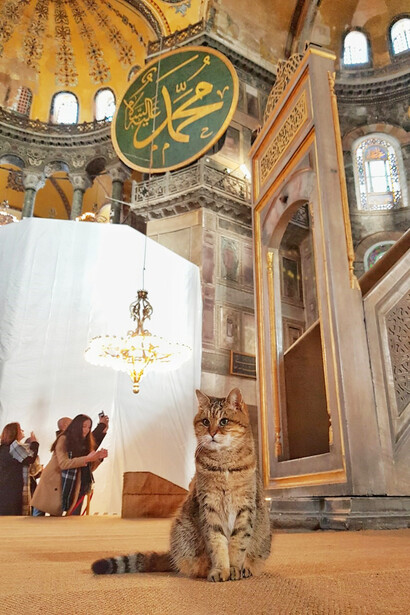 Discover the serenity of Istanbul's mosques as a cat gracefully stands on an area rug, adding a touch of tranquility to the sacred space