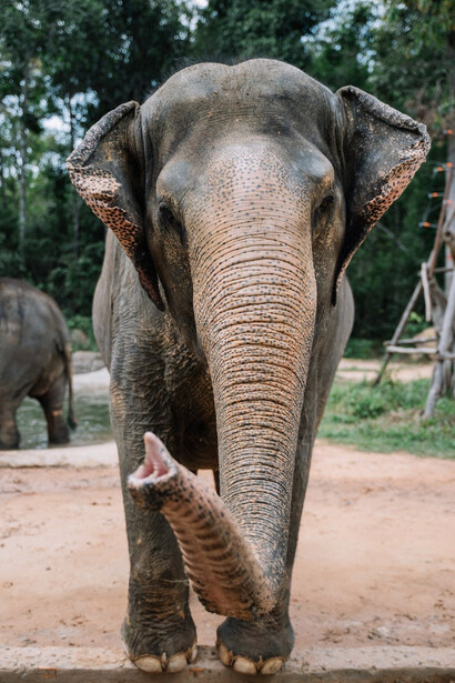 Un elefante si sporge in avanti per prendere un ramo