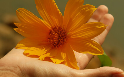 Dans la douceur d'une main, une fleur jaune s'ouvre, délicatement, incarnant la beauté d’un commencement