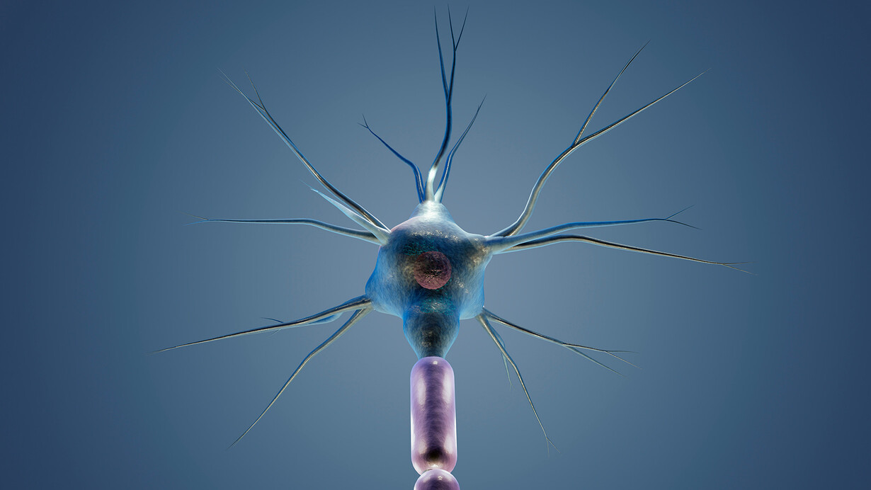 Neurônio. Muitos dos neurônios entéricos transmitem informações sensoriais do intestino para o SN