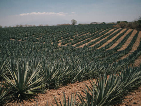 Cultivo de agave, Salto Zapotlan, Mexico