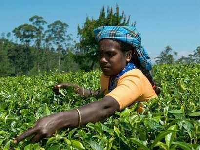 Una giovane donna raccoglie foglie di tè