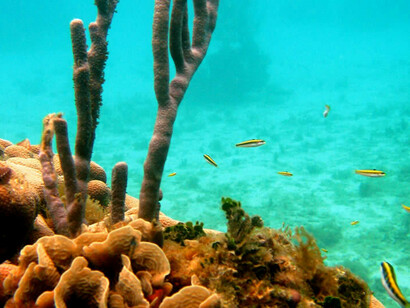 En Parque Nacional Natural Corales del Rosario
es posible admirar ecosistemas únicos como 
arrecifes de coral o manglares