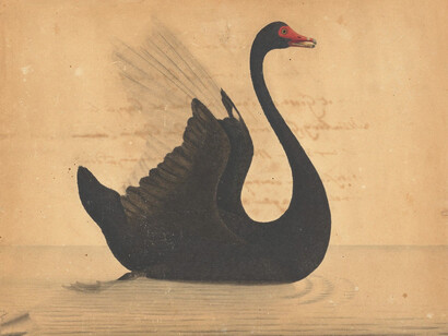 Attributed to Port Jackson Painter, Black swan, 1790s. Courtesy of Museums of History NSW