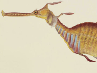 Opulent Oceans. Courtesy of American Museum of Natural History