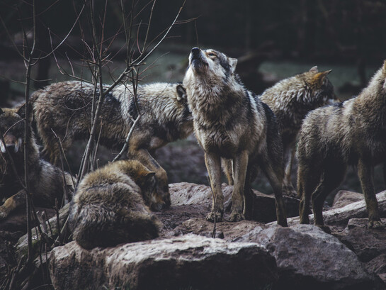 Dans le silence des montagnes, la meute veille sur des secrets plus anciens que les hommes