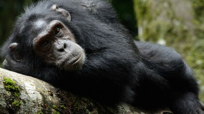 Gli scimpanzé comuni (Pan troglodytes) sanno riconoscere il valore terapeutico di molte piante che crescono nel loro territorio