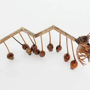 Isabella Kirkland, Pendulum moose (Alces pensilis), 2026. Courtesy of Hosfelt Gallery