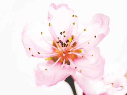 Il giardino delle delizie