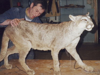 Hunting trophy hall. Courtesy of Museum of Zoology