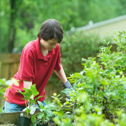 Community gardens: the first step is to concentrate on your area of interest 
