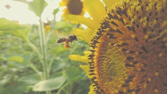 Los últimos doce meses han traído grandes noticias para el catálogo mundial de la biodiversidad vegetal