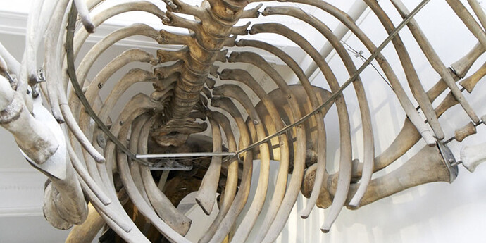 Humpback Whale. Courtesy of Grigore Antipa National Museum of Natural History