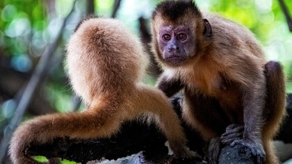 Gli scimpanzé percepiscono quantità, differenze e rapporti di uguaglianza senza tradurre la propria esistenza in grandi cifre