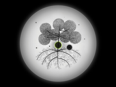 Younès Rahmoun, Habba, animation vidéo, 7min, 2011, Courtesy de l'artiste et Imane Farès
